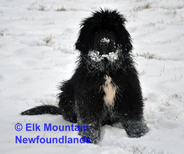 Photo: Newfoundland Cosmo pic 1
