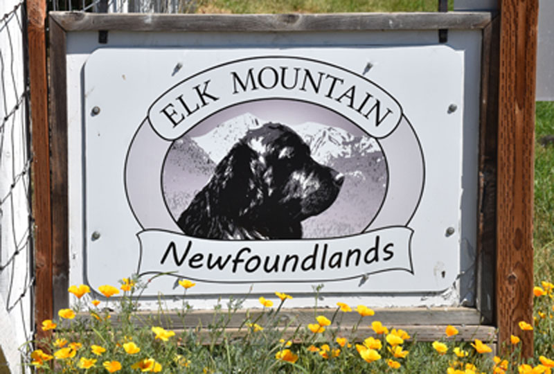 Photo: Elk Mtn Newfoundlands