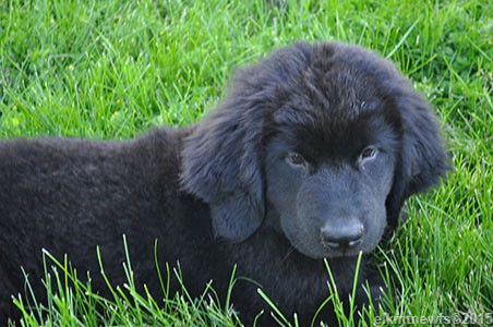 Photo: Newfoundland puppy