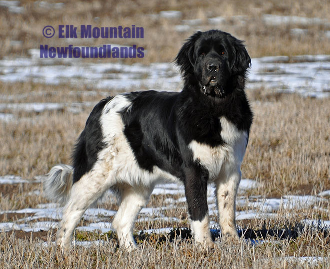 Photo: Newfoundland female Xena