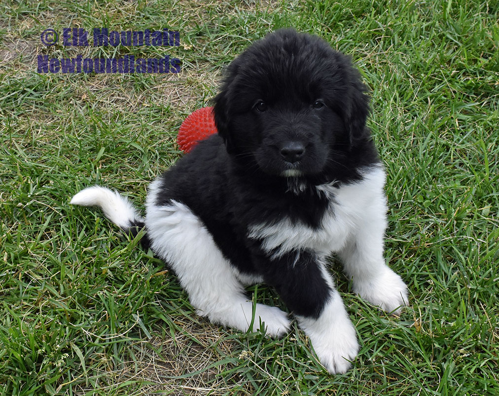 Photo: Newfoundland Xena pic 1