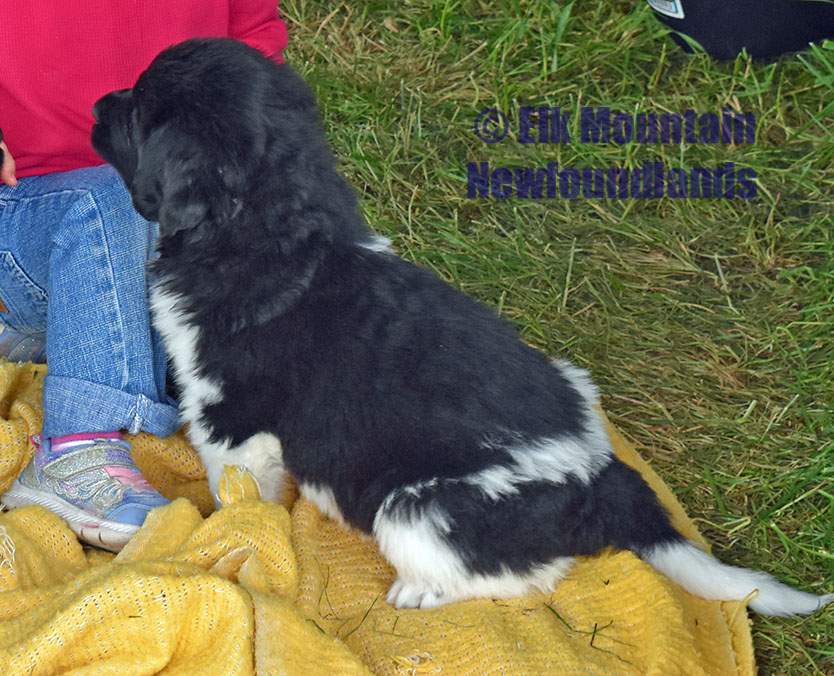 Photo: Newfoundland Xena pic 3