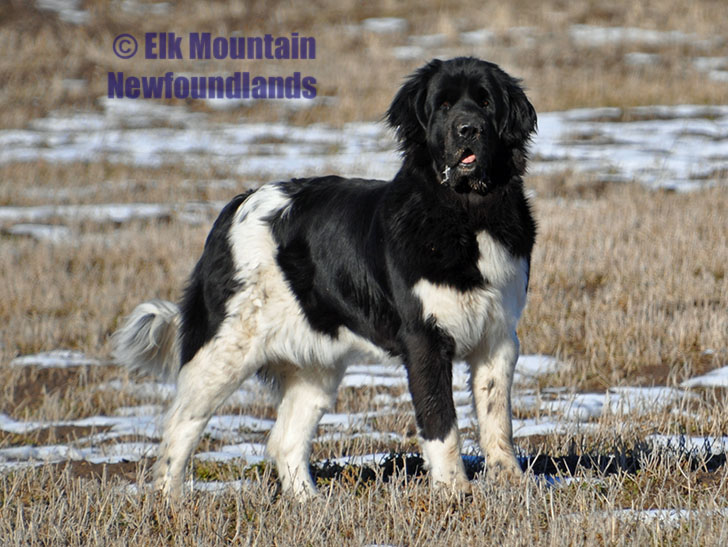 Photo: Newfoundland Xena pic 5