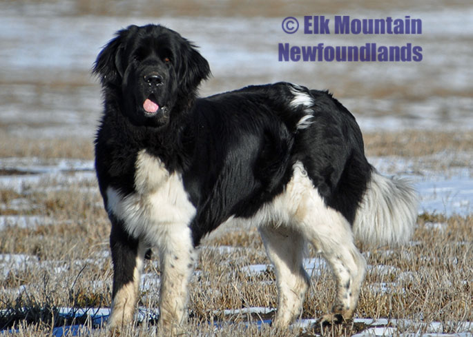 Photo: Newfoundland Xena pic 6