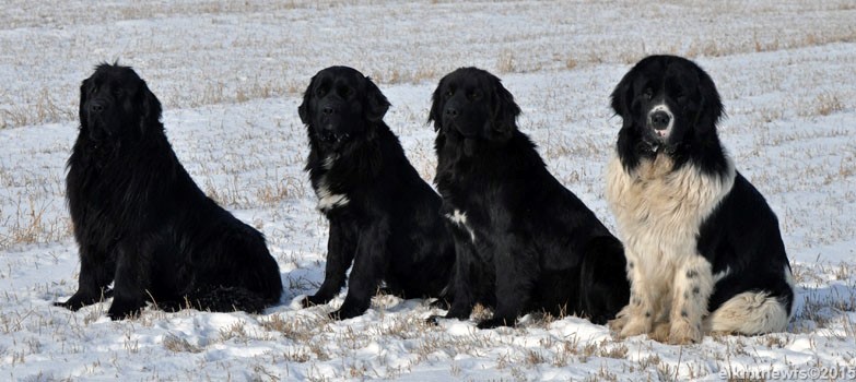Photo: Four Newfoundlands