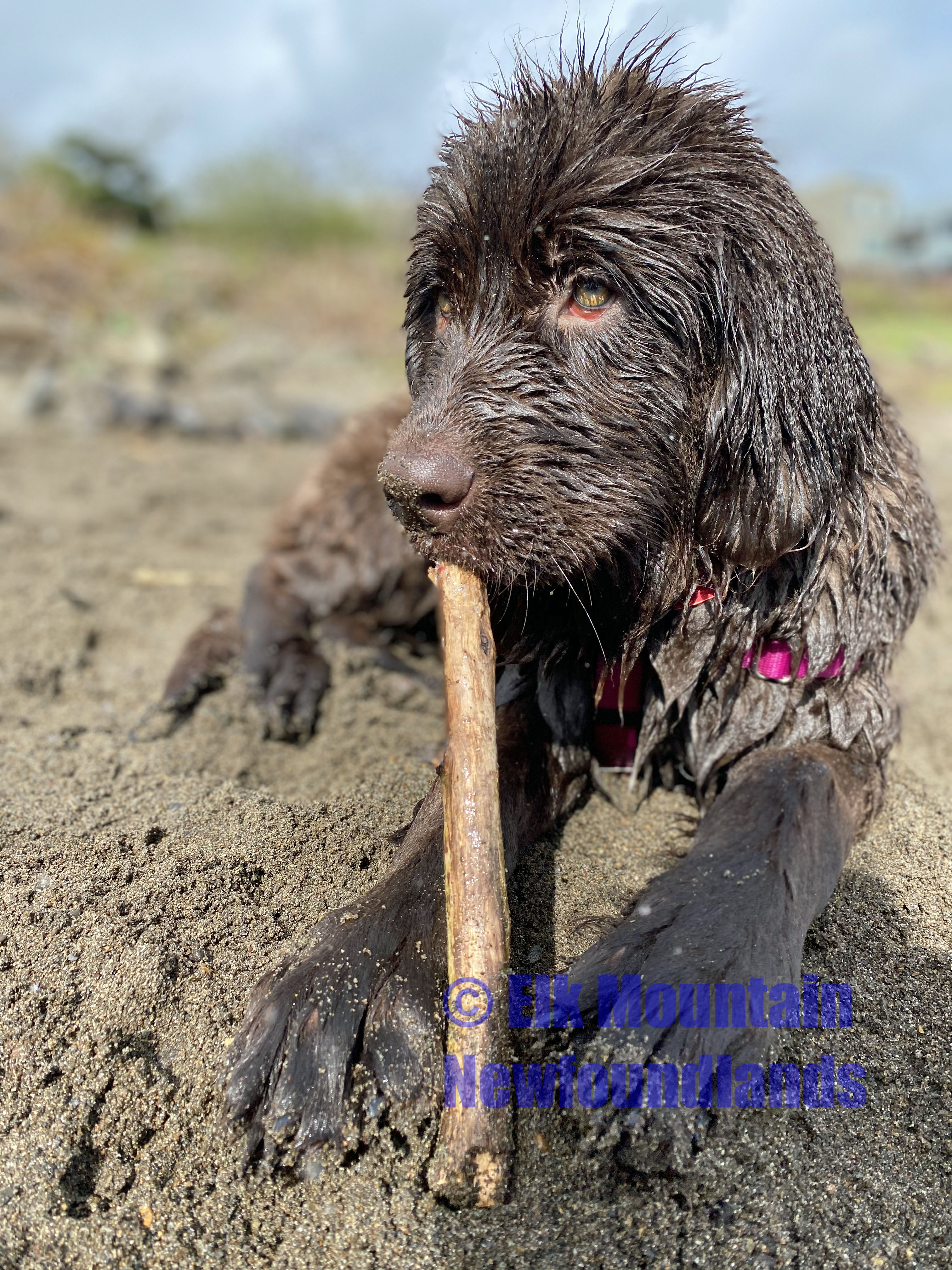 Photo: Mabel 2