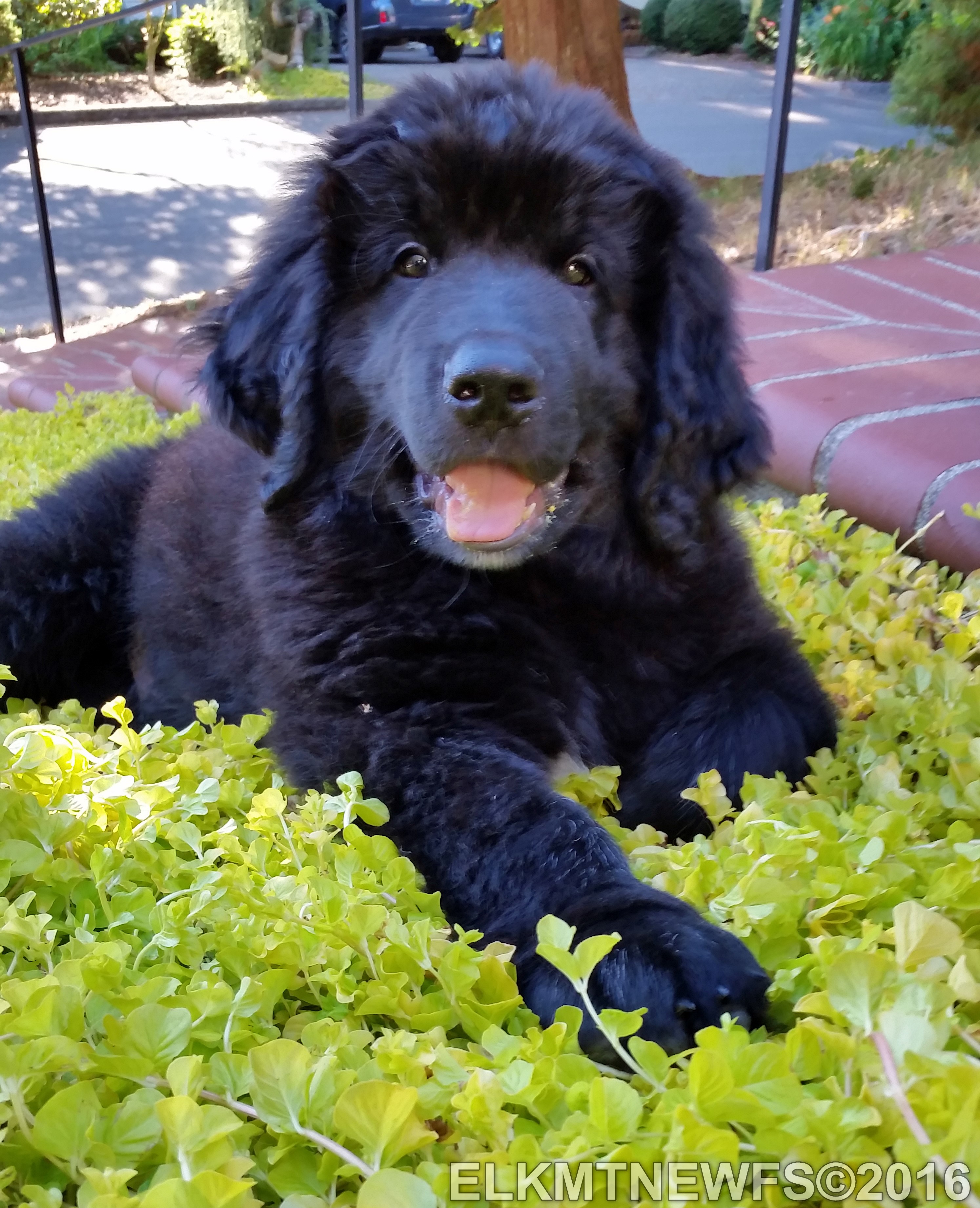 Photo: Moose 4