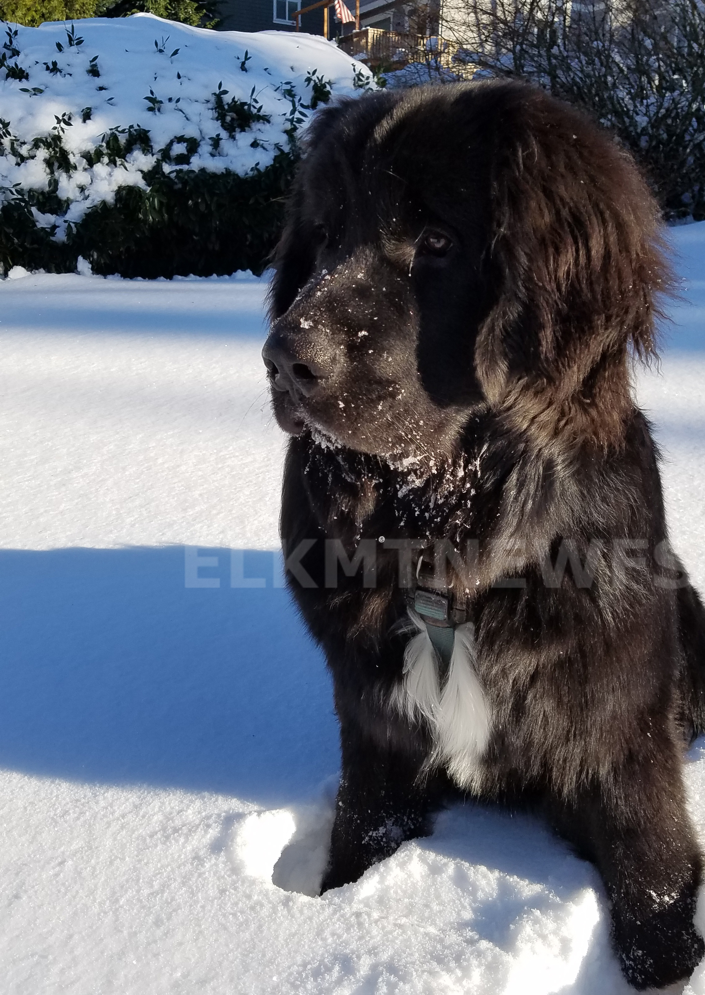 Photo: Moose 5