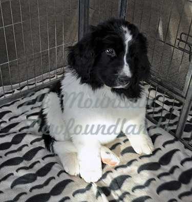 Photo: Pepper 1