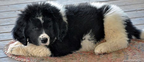 Photo: Newfoundland Casper pic 1