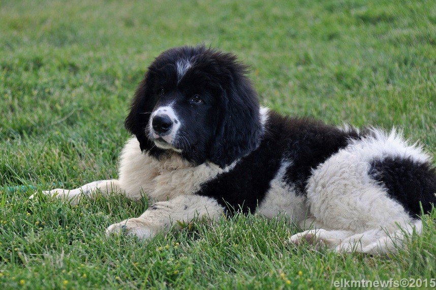 Photo: Newfoundland Casper pic 2