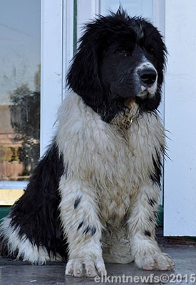 Photo: Newfoundland Casper pic 3