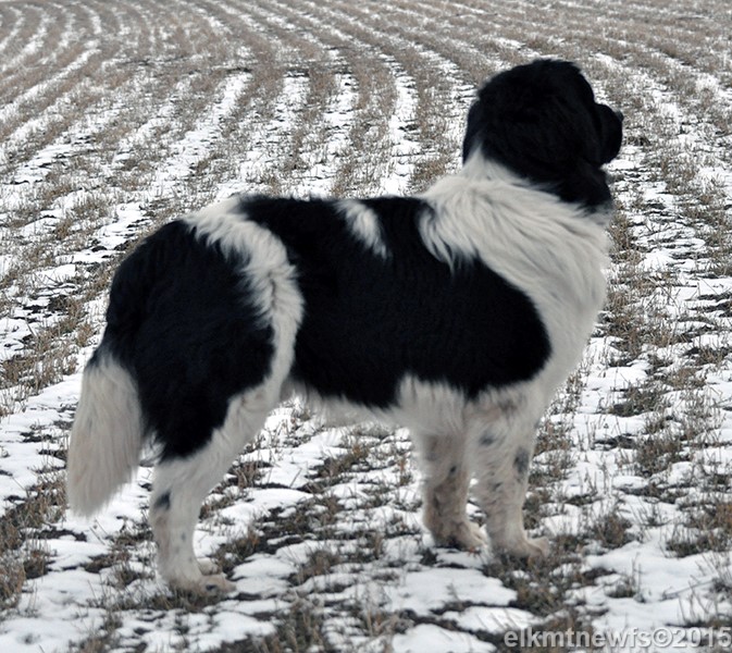 Photo: Newfoundland Casper pic 4