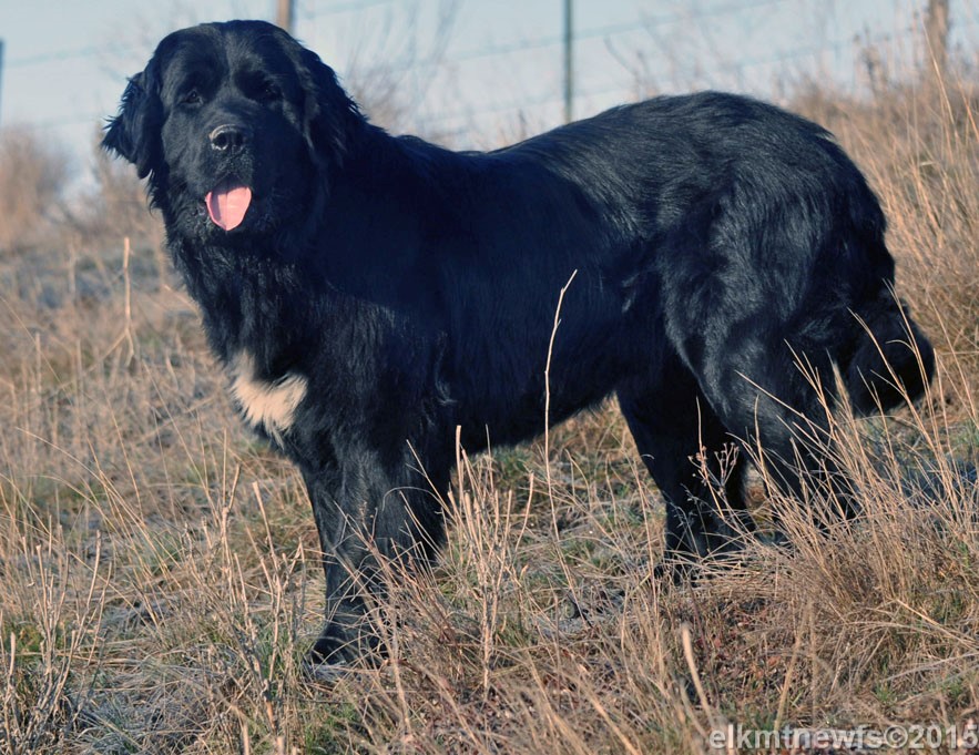 Photo: Newfoundland Cinder pic 1
