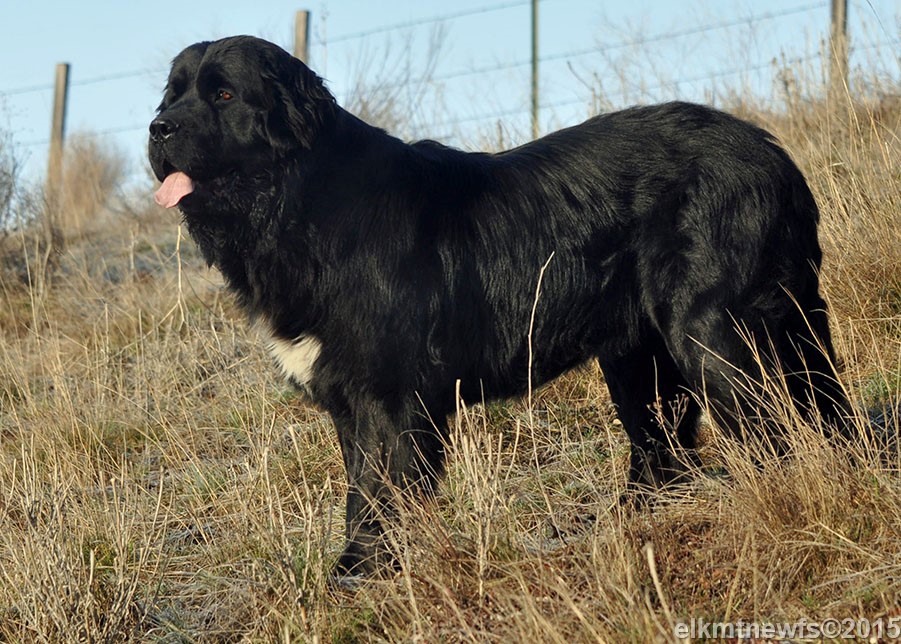Photo: Newfoundland Cinder pic 2