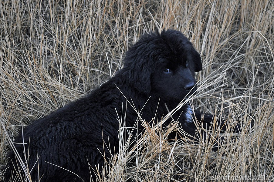 Photo: Newfoundland Cinder pic 4