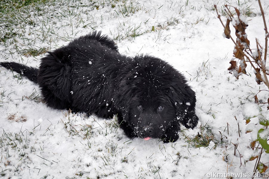 Photo: Newfoundland Cinder pic 5