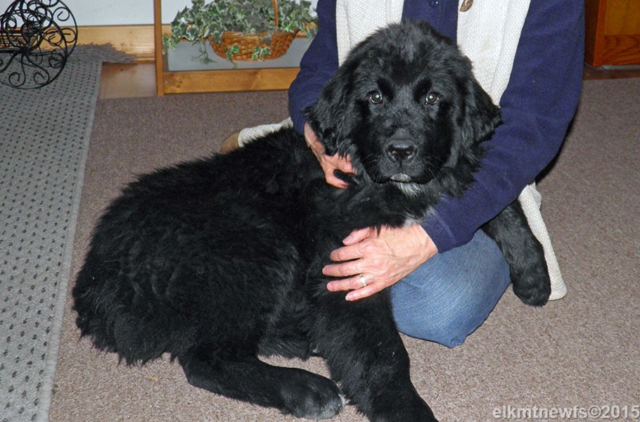 Photo: Newfoundland Cinder pic 6
