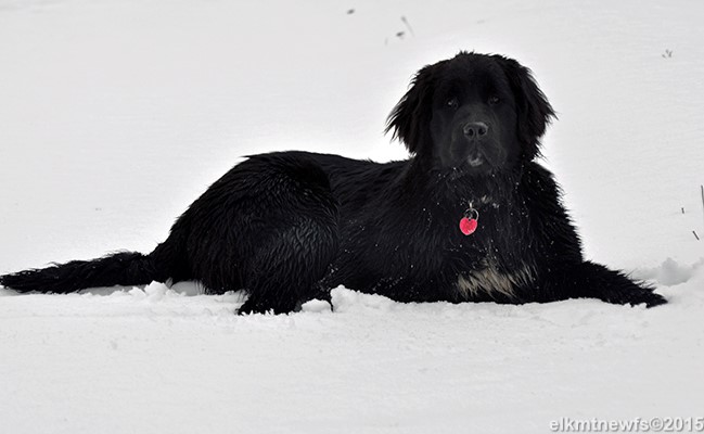 Photo: Newfoundland Cinder pic 7