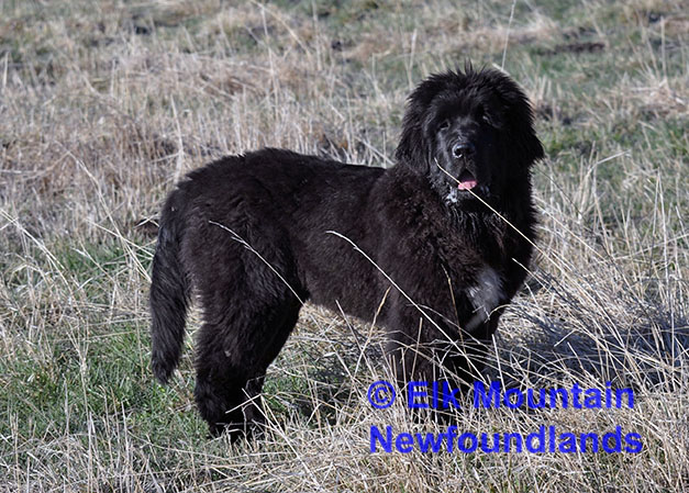 Photo: Newfoundland Cosmo pic 2