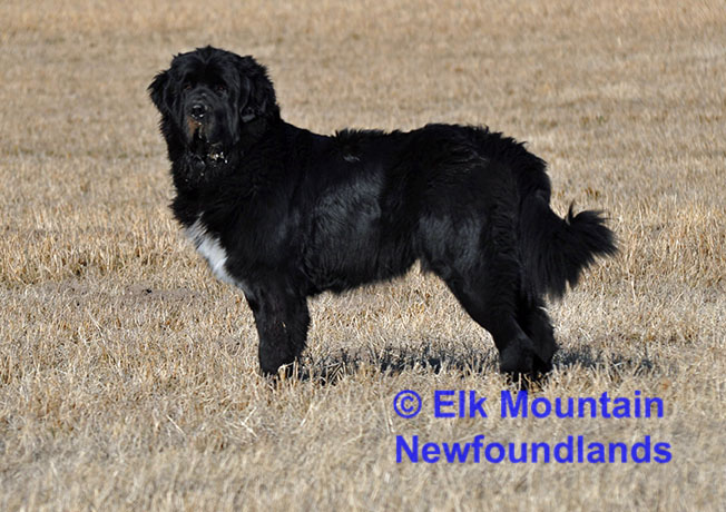 Photo: Newfoundland Cosmo pic 3