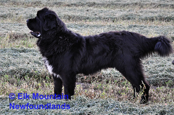Photo: Newfoundland Cosmo pic 4