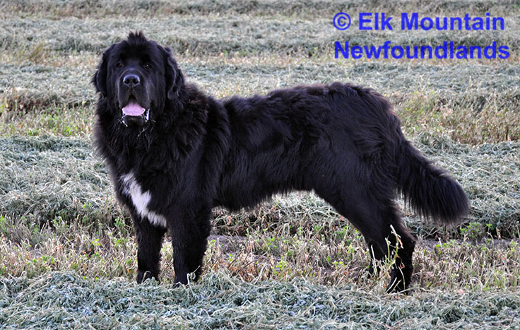 Photo: Newfoundland Cosmo pic 5