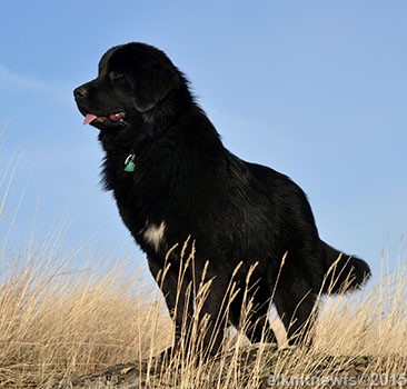 Photo: Newfoundland Darci pic 3