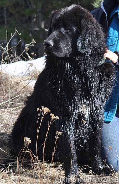 Photo: Newfoundland Darci pic 4