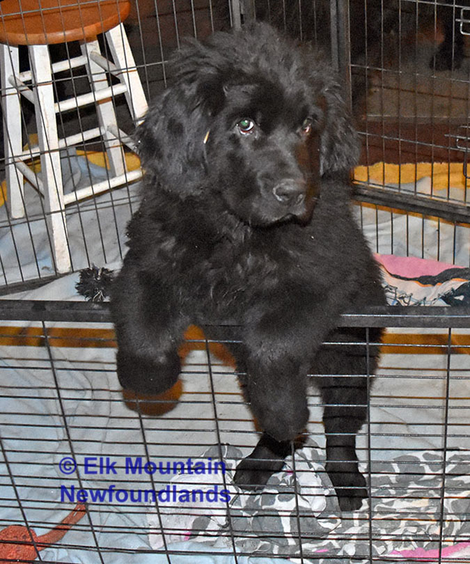 Photo: Newfoundland Mavin pic 1