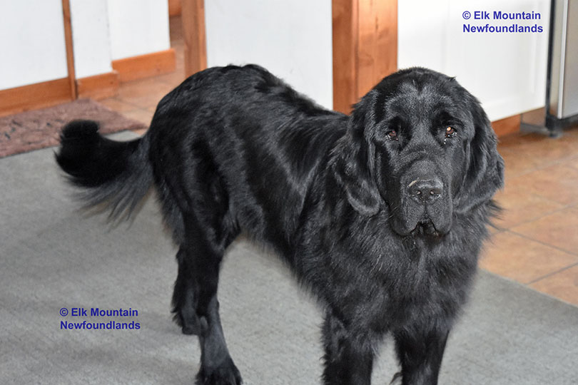 Photo: Newfoundland Mavin pic 3