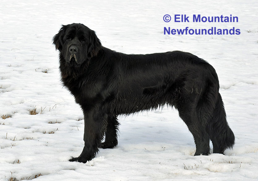 Photo: Newfoundland Mavin pic 4
