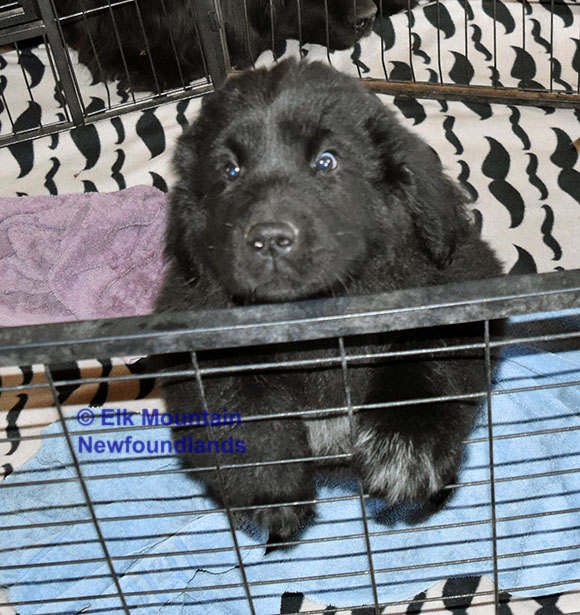 Photo: Newfoundland Mazie pic 1