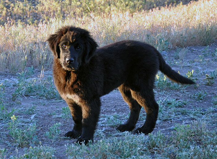 Photo: Newfoundland Mazie pic 2