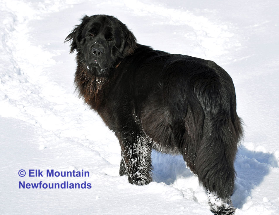 Photo: Newfoundland Mazie pic 4