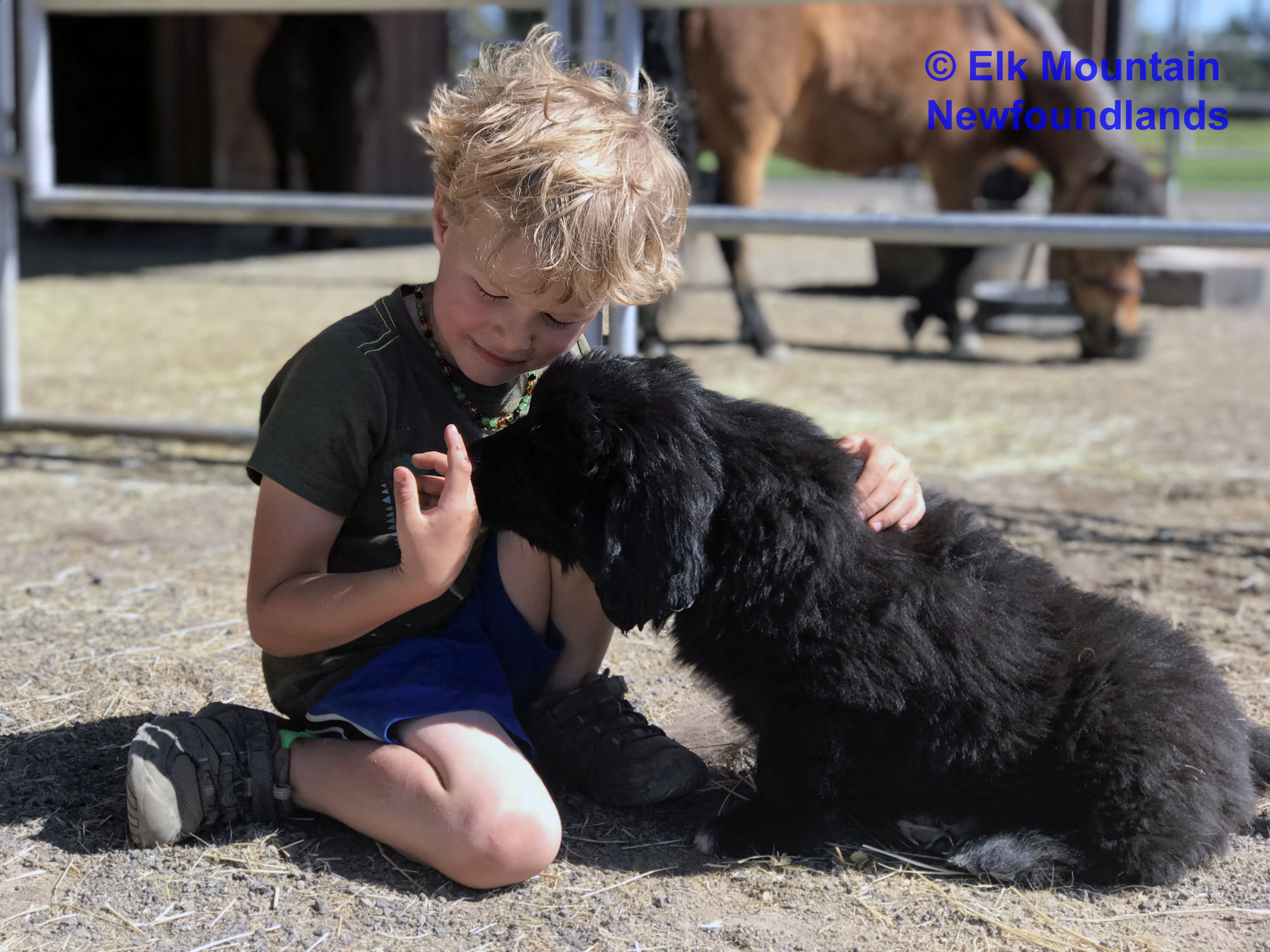 Photo: Newfoundland and boy