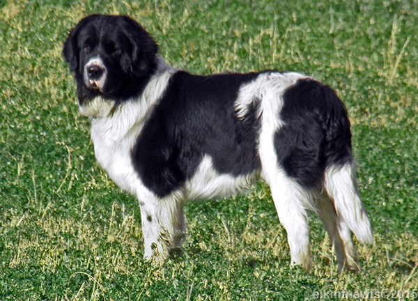 Photo: Newfoundland male Casper