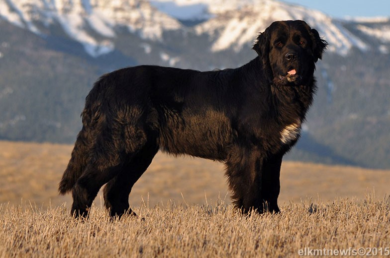 Photo: Newfoundland female Cinder