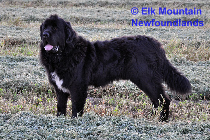 Photo: Newfoundland male Cosmo