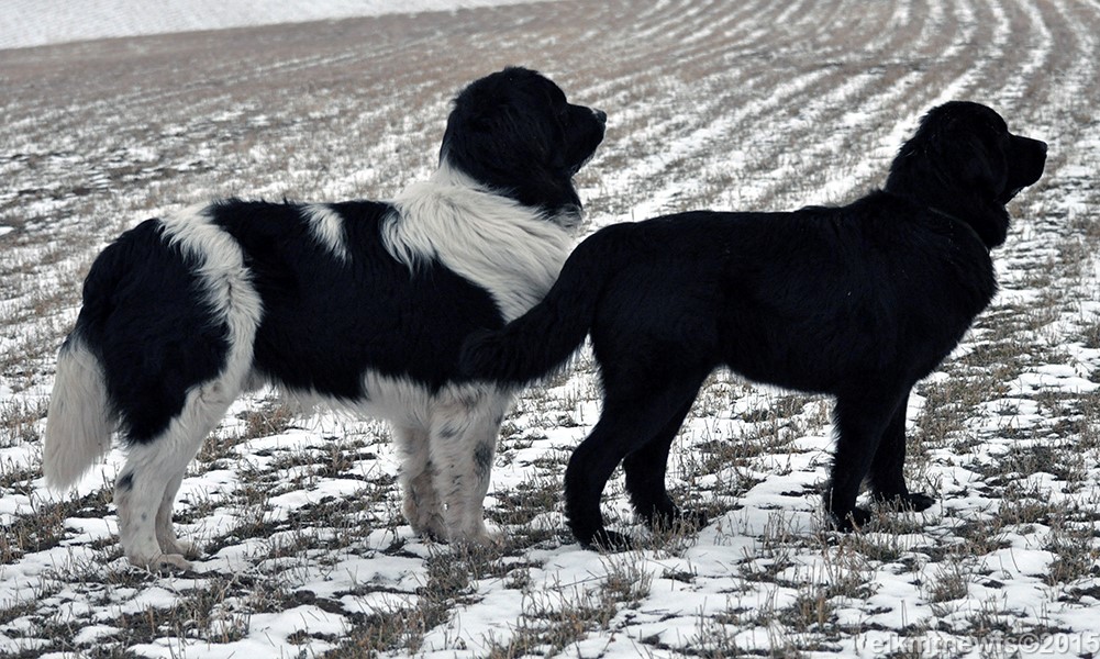 Photo: Newfoundland male and female