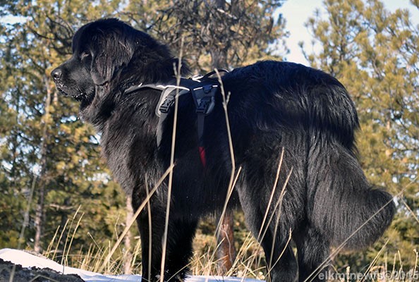 Photo: Newfoundland female Darci
