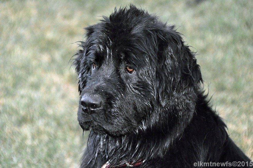 Photo: Newfoundland female headshot