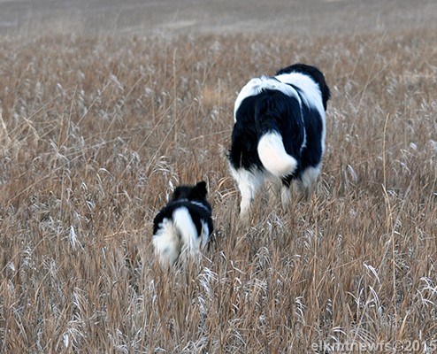 Photo: Newfoundland Landseers walking away