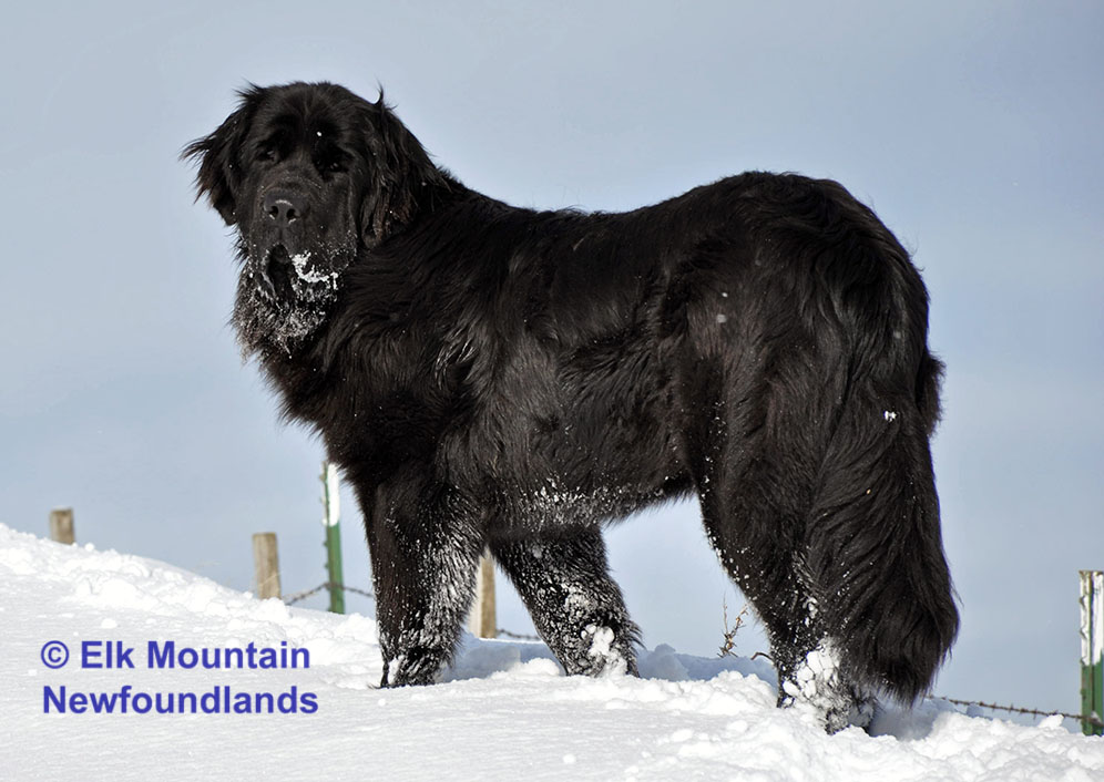 Photo: Newfoundland female Mavin