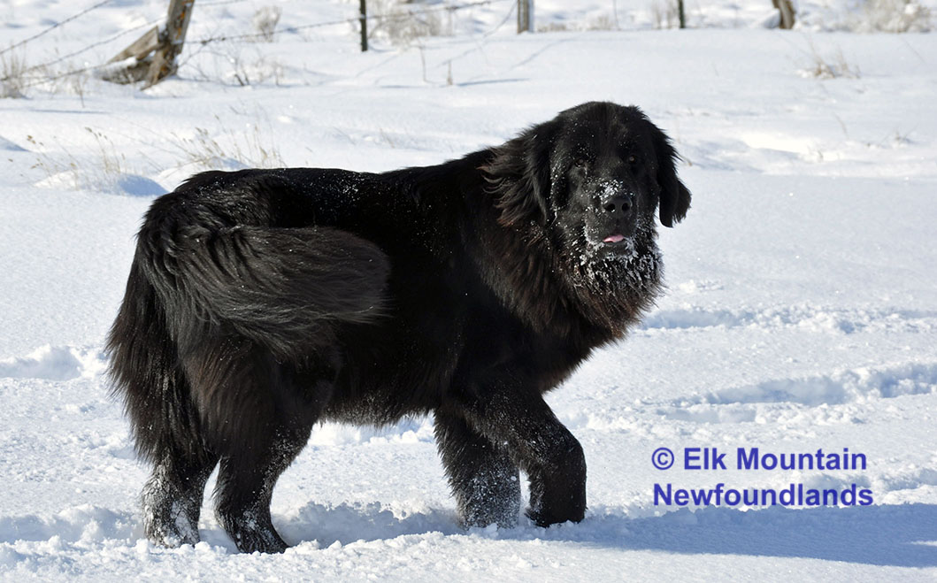 Photo: Newfoundland female Mazie