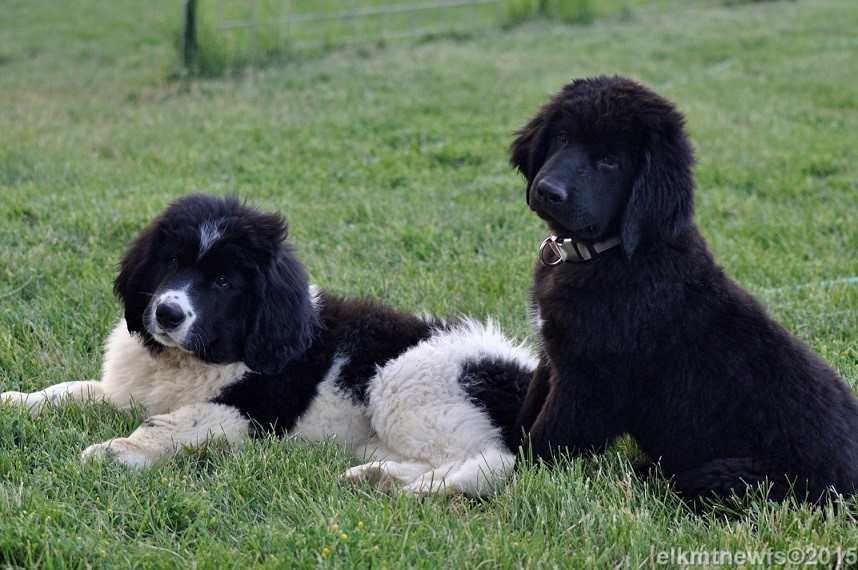 Photo: Elk Mtn Newfoundland puppies