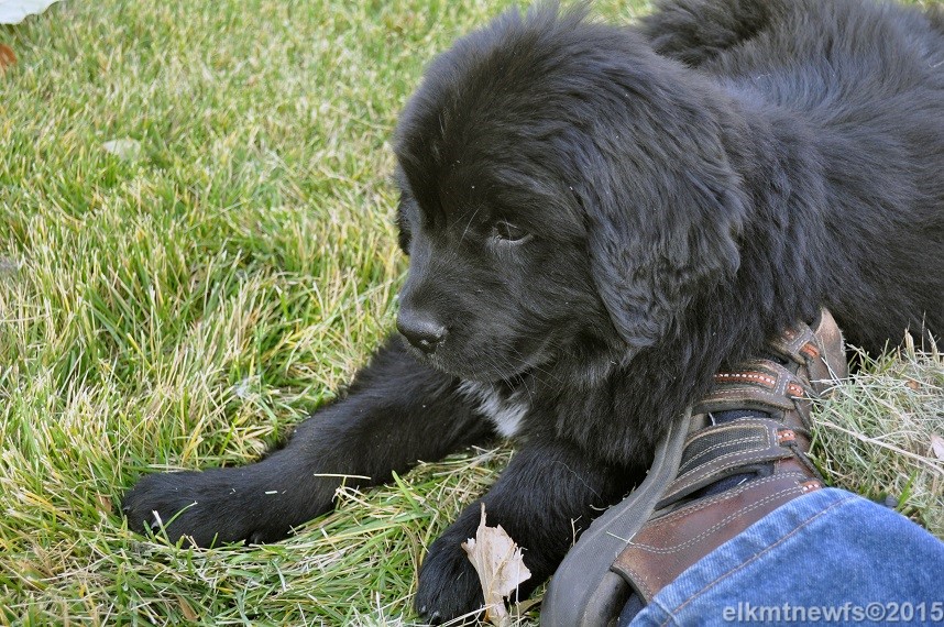 Photo: Elk Mtn Newfoundland puppies