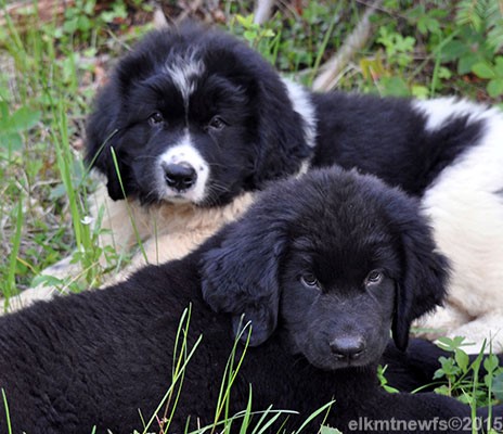 Photo: Elk Mtn Newfoundland puppies