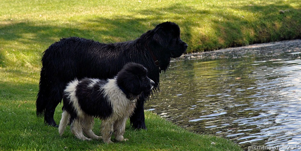 Photo: Elk Mtn Newfoundland puppies