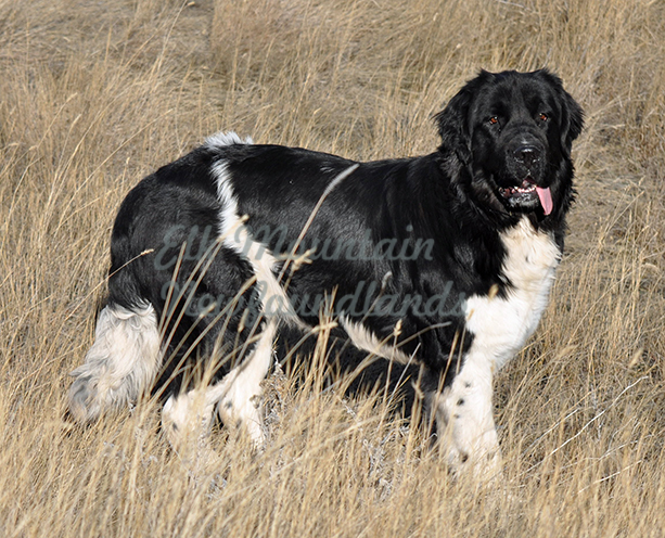 Photo: Newfoundland female Sonnet